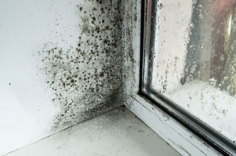 Damp, Condensation and Mould – are you ready for Awaab’s Law?